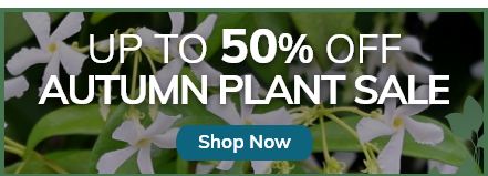 Autumn Plant Sale: Up to 50% Off