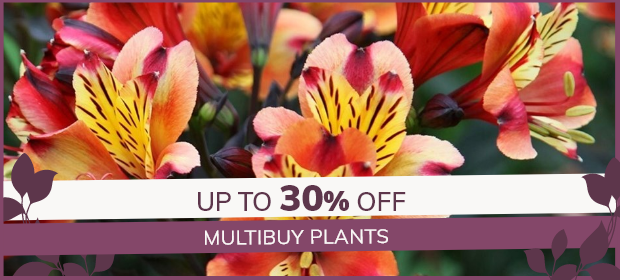 Multibuys: Up to 30% Off