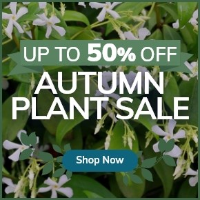 Autumn Plant Sale: Up to 50% Off