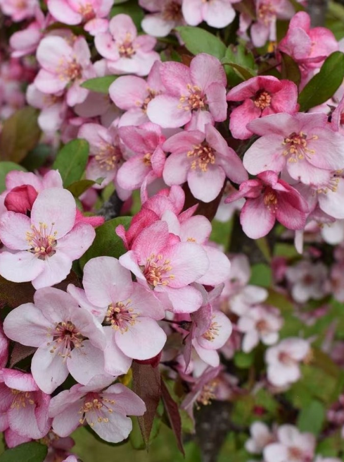 Bare root plants: 20% off