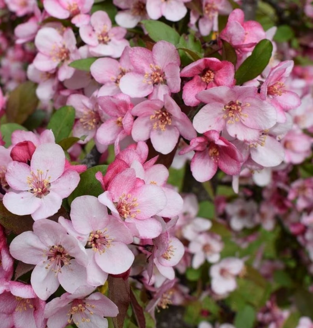 Bare root plants: 20% off