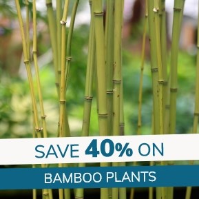 Bamboo Plants: 40% off