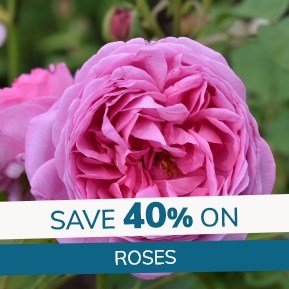 Roses Sale: 40% off