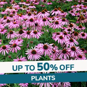Plant Sale: Up to 50% off