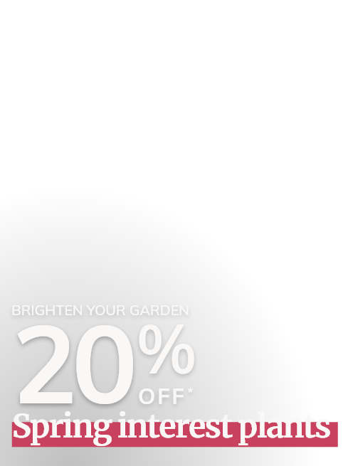 20% off Spring Interest Plants