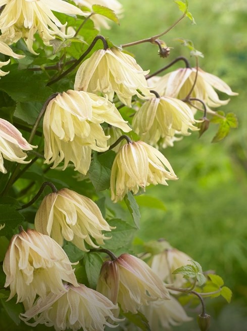 20% off Spring Interest Plants