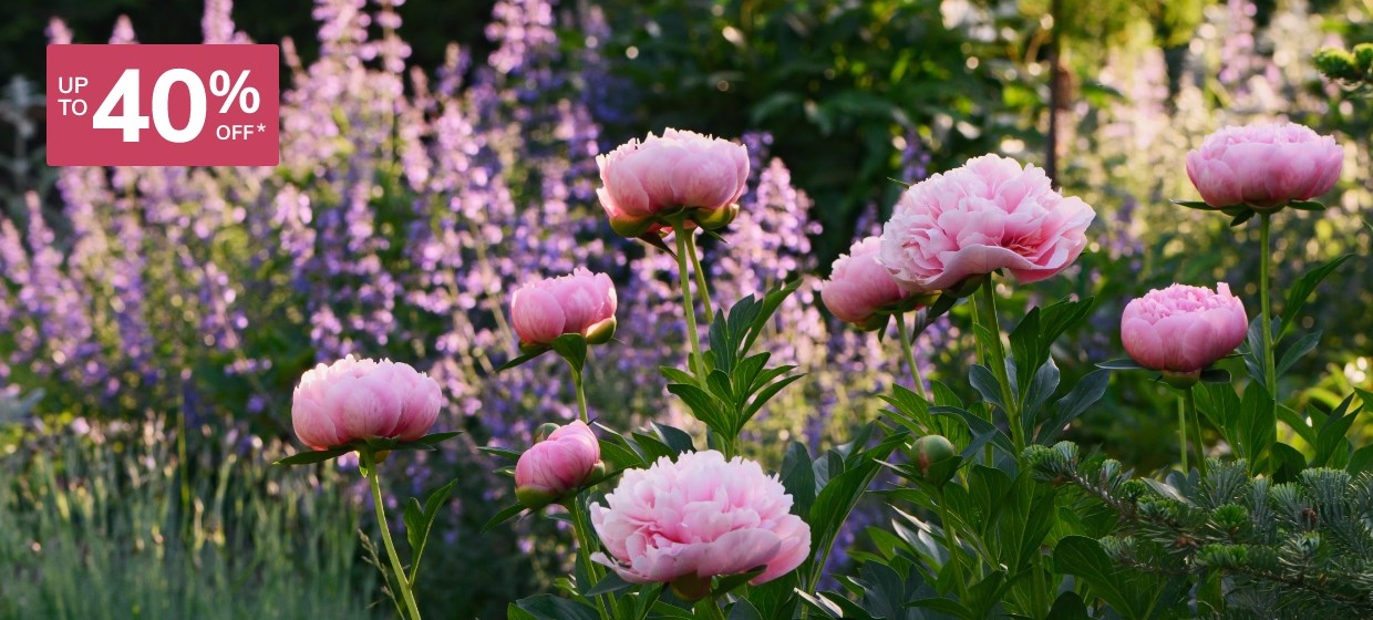 Peonies
