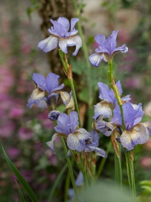 Perennials