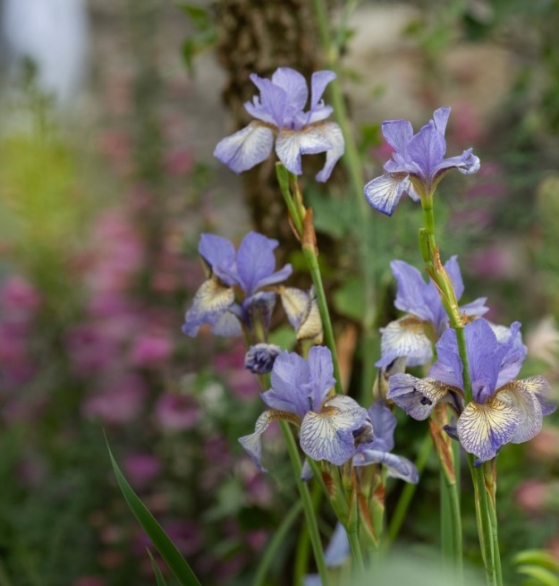 Perennials
