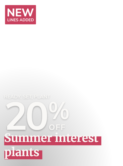 Summer interest plants