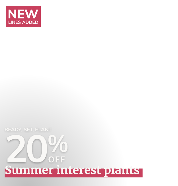 Summer interest plants