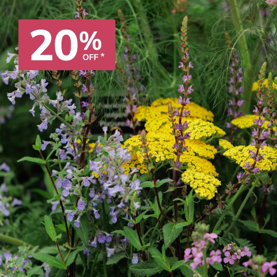 Plants: 20% Off