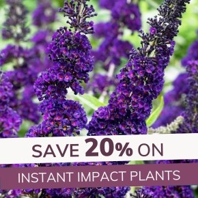 Specimen Shrubs: 20% Off