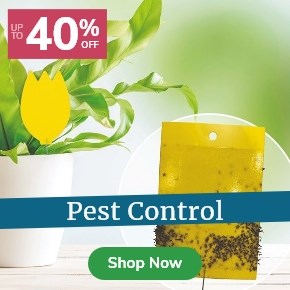 Pest Control: Up to 40% Off