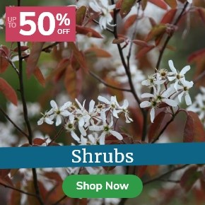 Shrubs: Up to 50% Off