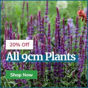 Save 20% Off All 9cm Plants