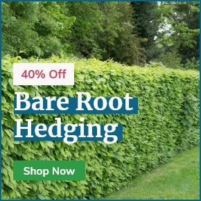 Bare Root Hedging: 40% Off