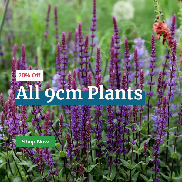 ALL 9cm Plants: 20% OFF