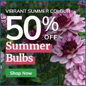 Bulbs: Up to 50% Off