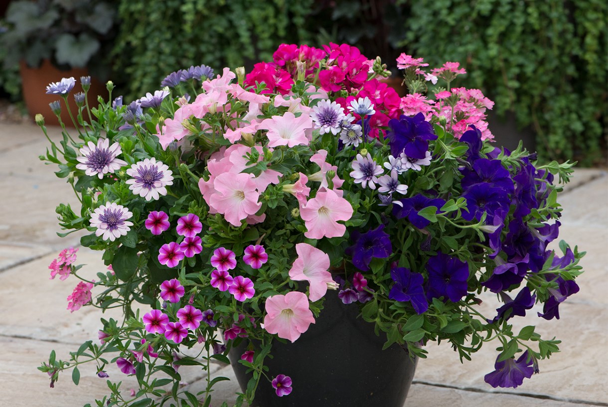 Quick & easy solutions for pots & hanging baskets