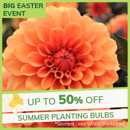 Big Easter Event | Up to 50% off Summer Flowering Bulbs