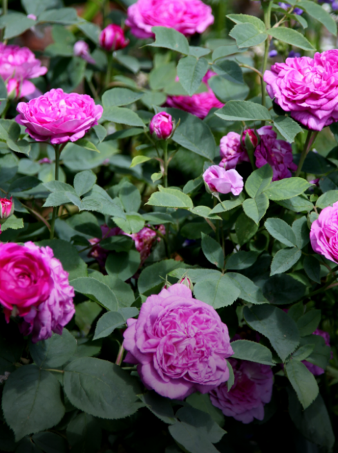 Roses: 20% Off