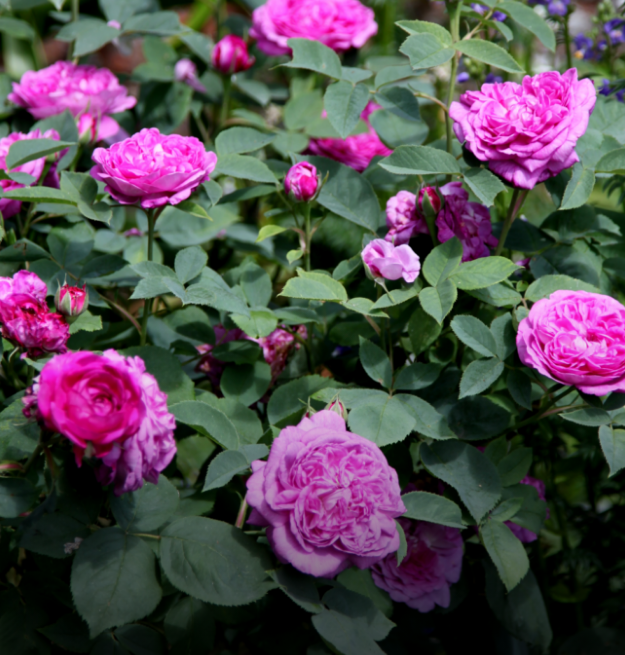 Roses: 20% Off