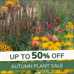 Autumn Plant Sale: Up to 50% Off