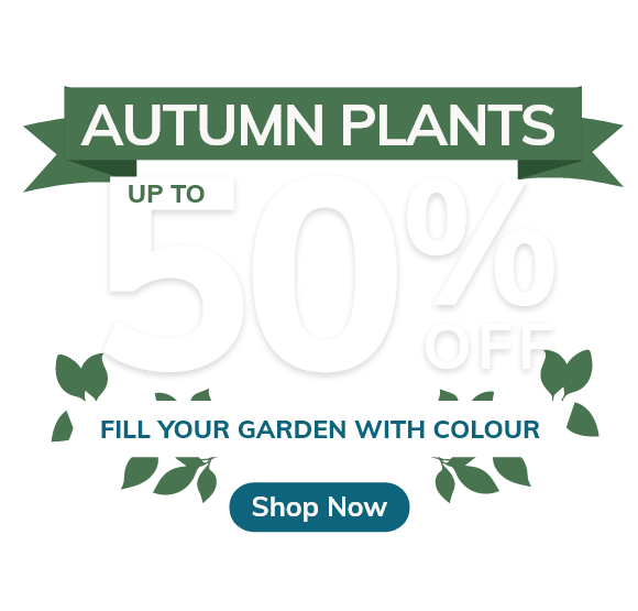 Autumn Plant Sale: Up to 50% Off