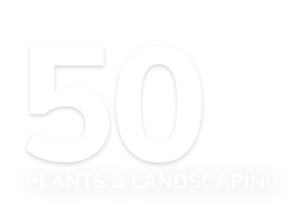 Winter Sale