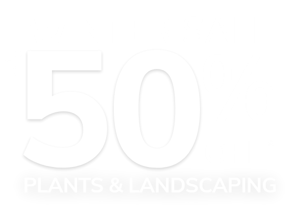 Winter Sale