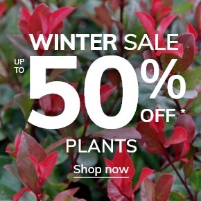 Plants: Up to 50% off