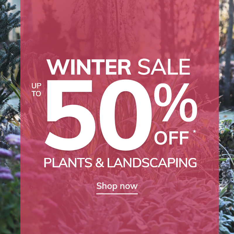 Winter Sale