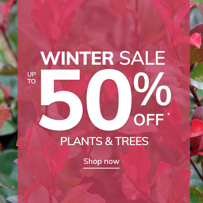 Winter Sale