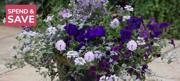 Easyplanters: 20% off