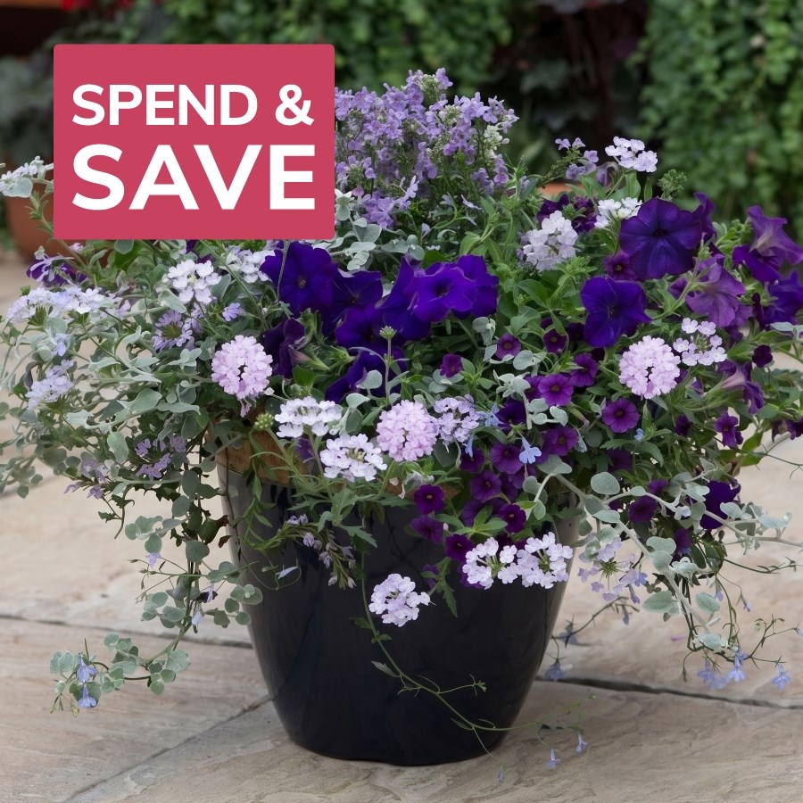 Easyplanters: 20% off