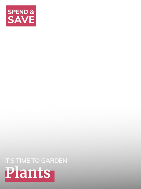 Plants