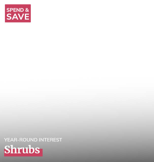 Shrubs