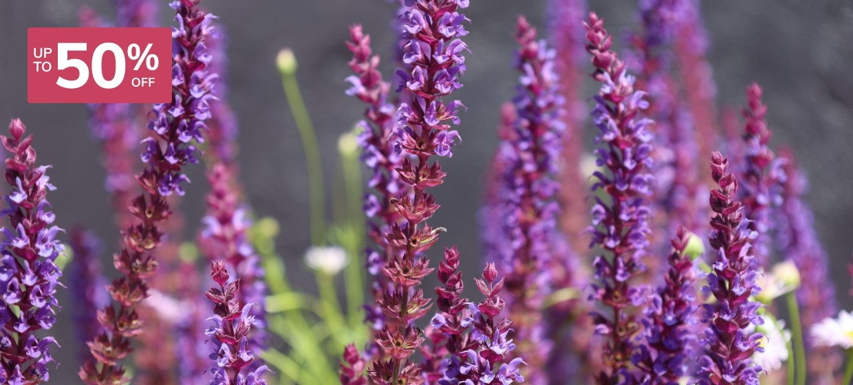 Summer Sale: Perennials