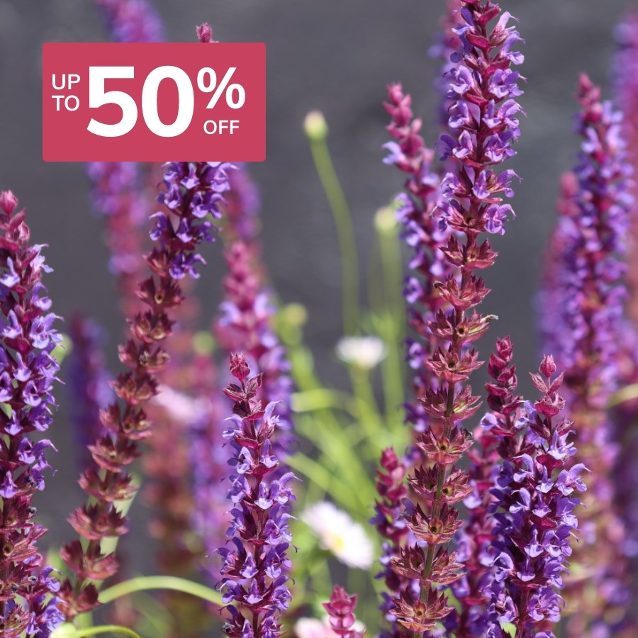 Summer Sale: Perennials