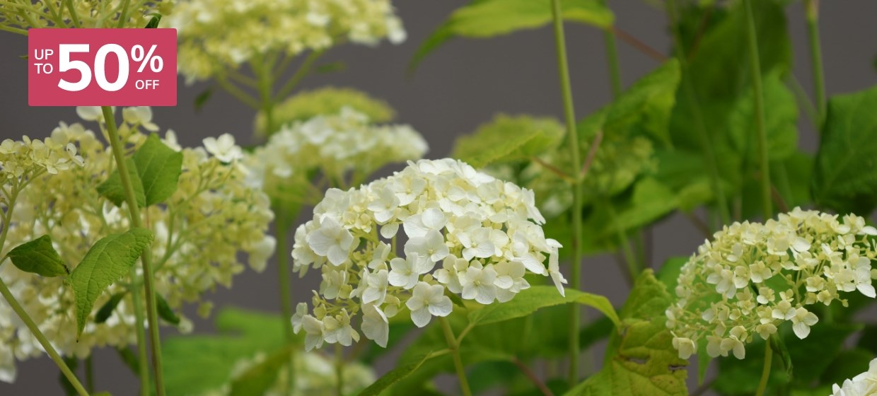 Summer Sale: Shrubs & Trees