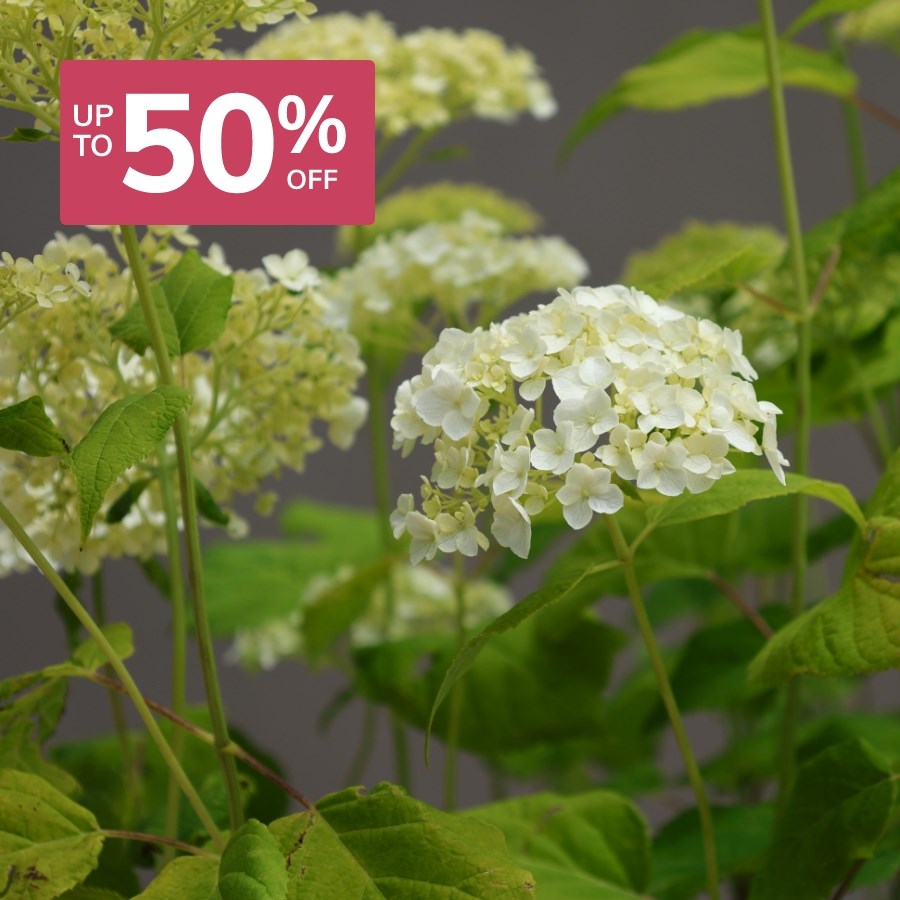 Summer Sale: Shrubs & Trees