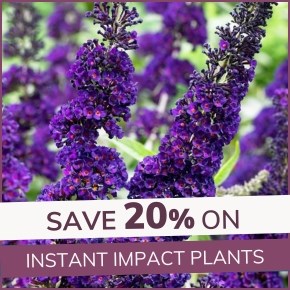 Instant Impact Plants: 20% Off