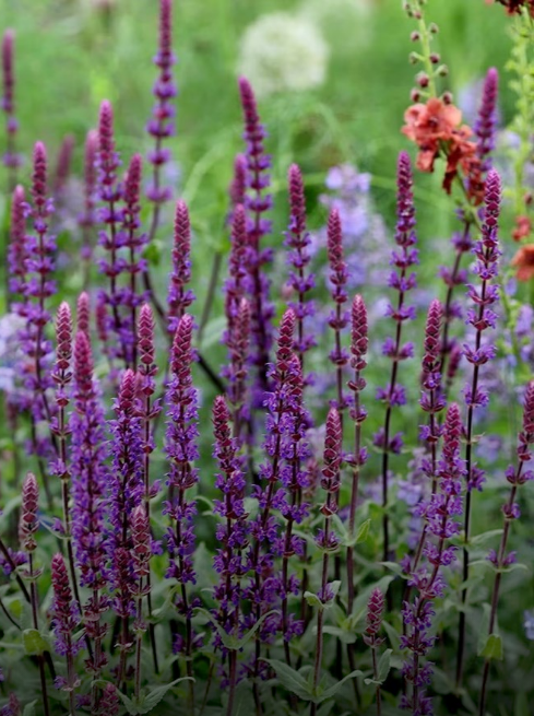 20%* off 9cm Perennials