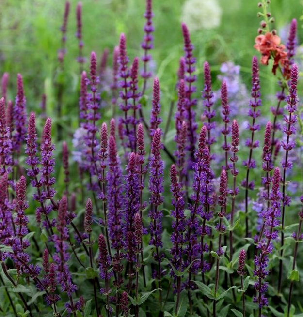 20%* off 9cm Perennials