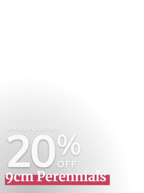 20%* off 9cm Perennials