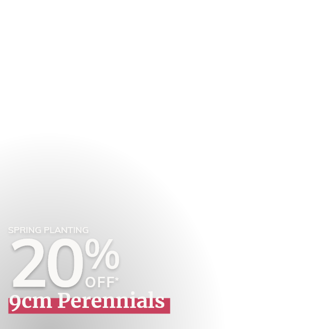 20%* off 9cm Perennials