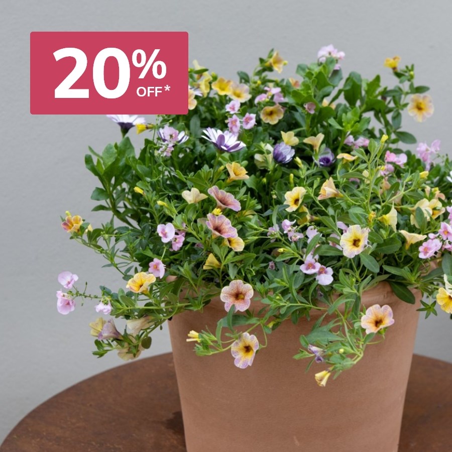 Easyplanters: 20% off selected