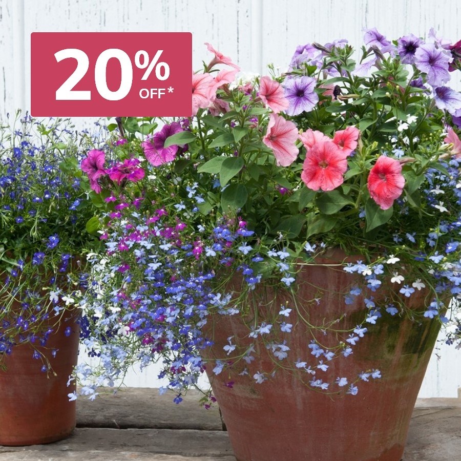 Bedding plugs: 20% off selected