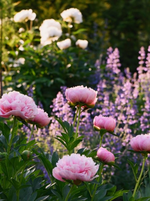 Up to 50% off Summer bulbs*